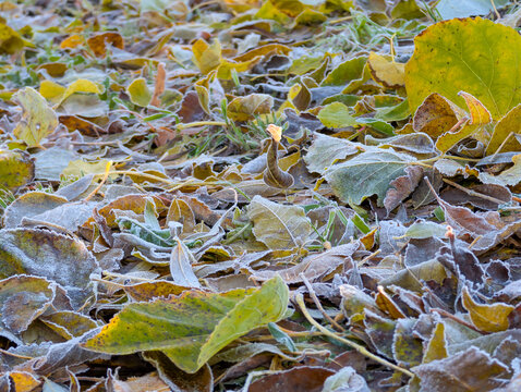 Background of fallen autumn leaves covered with frost - Powered by Adobe