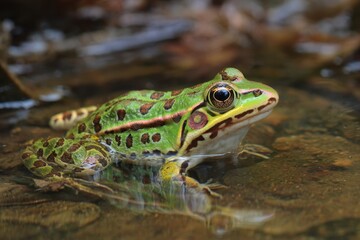Obraz premium Portrait of Northern Leopard Frog (Lithobates pipiens) in a Stream, Closeup View Captured in Ledges State Park, Iowa, USA