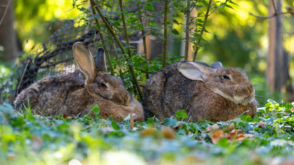 A pair of large, brown, domestic or wild rabbits sitting side-by-side in lush green grass and ivy on a sunny day.