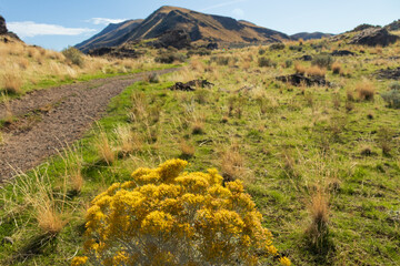 Yellow wildflowers along Dooley Knob trail on Antelope Island State Park, Utah