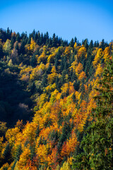 tunning Autumn Forest Landscape with Vibrant Foliage under Clear Blue Sky