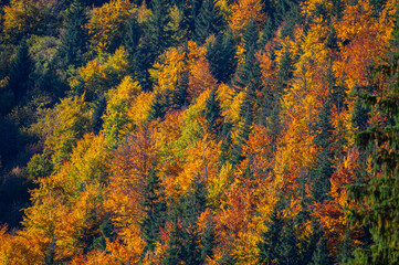 tunning Autumn Forest Landscape with Vibrant Foliage under Clear Blue Sky