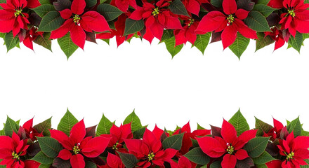 A beautiful border of vibrant red poinsettias with green leaves, isolated on a white background, ideal for christmas and winter floral arrangements