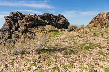 Yellow wildflowers along Dooley Knob trail on Antelope Island State Park, Utah