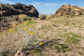 Yellow wildflowers along Dooley Knob trail on Antelope Island State Park, Utah