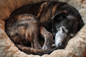 Content Canine: Elderly Dog Blissfully Curled Up on Cushioned Mattress, Embracing Comfort