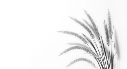 Delicate pampas grass stems isolated on transparent background