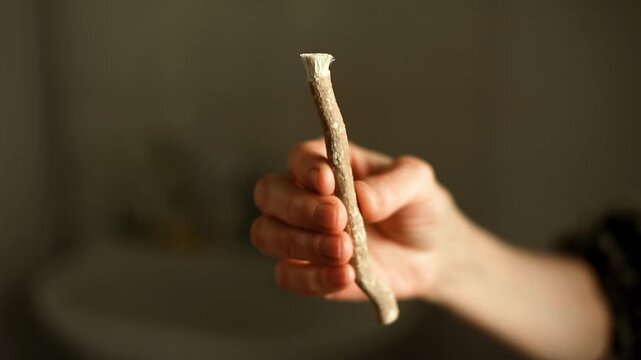 An older woman's hand extends forward, presenting a Miswak stick (Salvadora persica) to the viewer, offering a close look at this traditional, eco-friendly dental hygiene tool.
