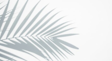 Shadow of a palm frond isolated on transparent background