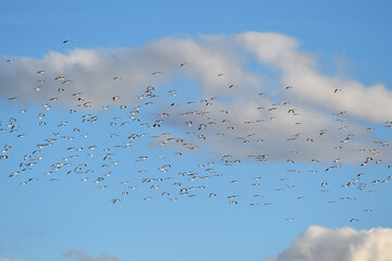 a flock of storks migrating to another country12