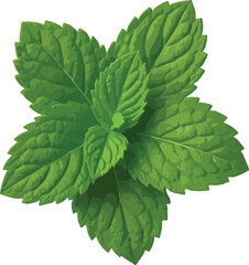 Green mint leaves cluster isolated on white background 1 © azmir