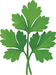 Green parsley leaves with textured detail herb leaf