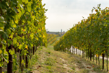 Naklejka premium Scenic vineyard landscape with rows of grapevines stretching across rolling hills under a soft sky in autumn