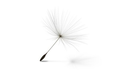 Delicate dandelion seed floating isolated on transparent background