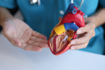 Doctor using heart model to explain blood flows direction.