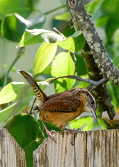 A Carolina Wren perched on a garden fence.
