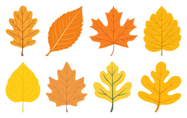 PNG Colorful autumn leaves illustration, element set on transparent background