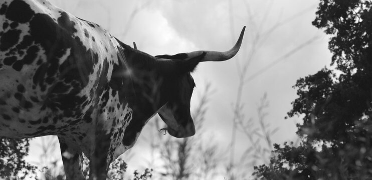 Spotted corriente cow with horns closeup looking away in black and white over farm field.