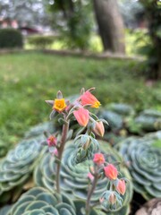 Close-up view of vibrant pink and yellow succulent flowers blooming in a lush green garden during daylight