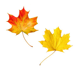 Obraz premium Bright autumn maple leaves isolated on transparent background
