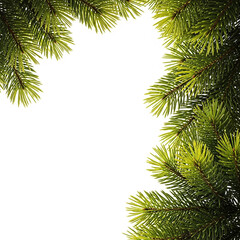 Obraz premium Closeup of fresh green pine branches forming a natural border on a white background