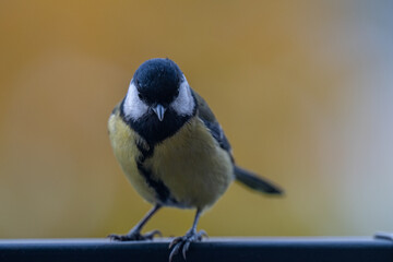 Elegant Great Tit Portrait with Colorful Bokeh