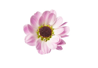 Beautiful pink flower on a white background