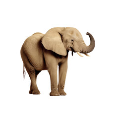 Fototapeta premium Majestic Adult Elephant Standing Gracefully in Natural Habitat. isolated on transparent background.