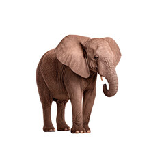 Obraz premium Majestic African Elephant Standing Gracefully in Nature. isolated on transparent background.