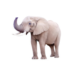 Obraz premium Adorable Baby Elephant Standing with Playful Attitude Outdoors. isolated on transparent background.