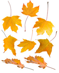 Fototapeta premium Set of a colorful autumn maple leaf isolated on transparent background. Vibrant orange and yellow tones highlight the beauty of fall season and natural details. PNG