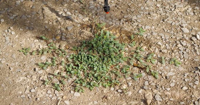 Farmer Spraying Pesticide on Lawn Field. Treatment a Road from Weeds Tribulus Terrestris. Pest Control. Person Destroys Weeds on Garden Way