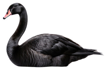 Fototapeta premium Animal goose bird swan.