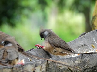 Speckled Mousebird on a wooden branch