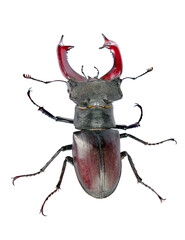 Stag beetle isolated on transparent background.