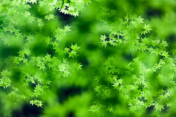 Natural Green Tree Leaf and Sunlight Leaves Background