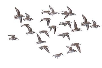 飛翔するハマシギの群れの切り抜き画像