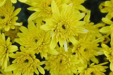 Many Chrysanthemum flowers are in full bloom.
