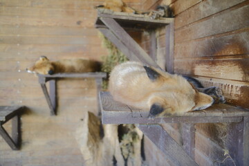 Foxes nap on tiered wood.