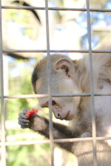A Capuchin monkey holds and eats a red fruit piece behind metal bars.