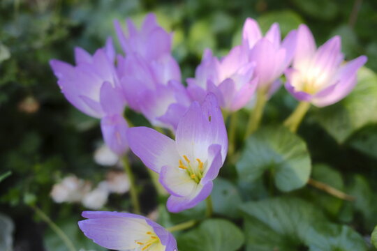 Several light purple autumn crocus flowers stand among green leaves.