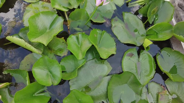 Green water lily leaves in the water, buds waiting to bloom, a small water lily and bees inside.