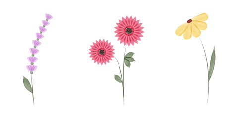 Three simple watercolor illustrations appear on a white background. From left to right are a lavender sprig, two pink flowers, and a yellow daisy. Each has a thin green stem and leaves.