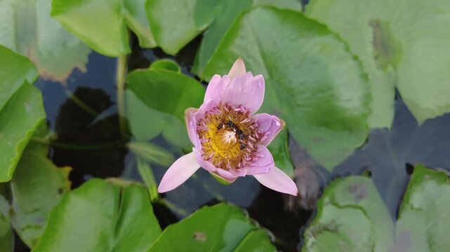 Bees collecting pollen inside a purple water lily. Flower swaying in the wind and bees preparing honey inside.