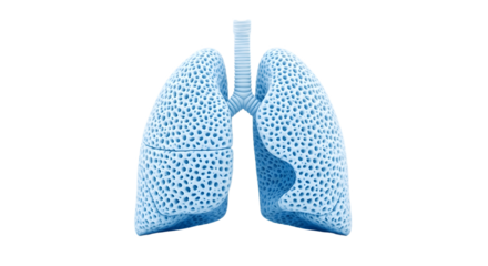 Detailed 3D model of human lungs in blue color. 