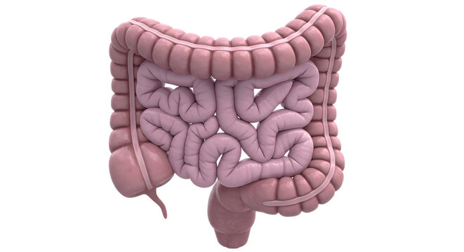Anatomy of the large and small intestines, showcasing the human digestive system. 