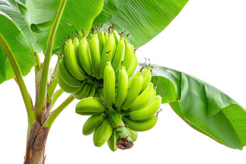 A vibrant banana tree with numerous bunches of unripe green bananas hangs amidst lush green leaves, set against a simple dark transparent background. background removed