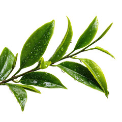 Obraz premium Fresh green tea leaves on a branch, covered in glistening water droplets, set against a clean transparent background, conveying natural purity and vitality. background removed