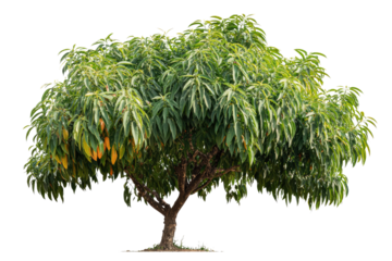 A vibrant, green mango tree with dense foliage and a visible trunk, perfectly isolated for use in digital designs or landscapes. background removed