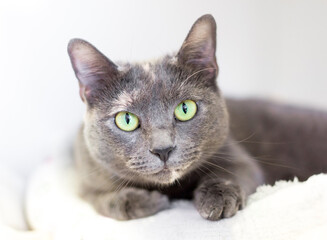 A Dilute Tortoiseshell shorthair cat lying down on a blanket
